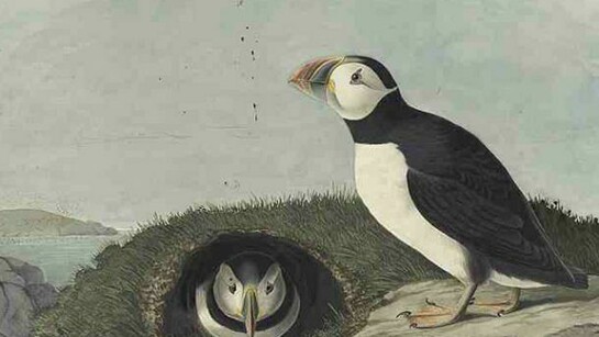 Atlantic Puffin (Fratercula arctica), Havell plate no. 213, 1833, Watercolor, graphite, gouache, black ink, and black pastel with touches of glazing on paper, laid on card, Paper: 14 1/2 x 21 7/16 in. (36.8 x 54.5 cm) Mat: 23 x 29 in. (58.4 x 73.7 cm)