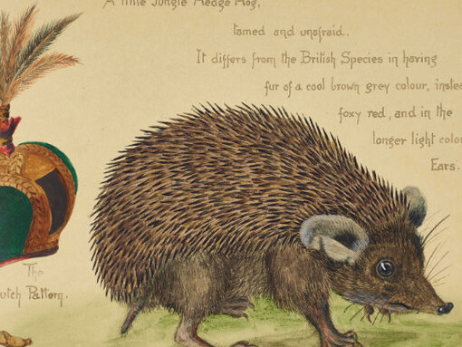 Expeditions and Endeavours. Courtesy of Natural History Museum