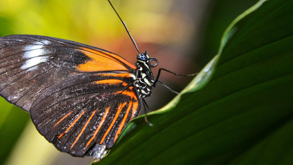 The butterfly conservatory. Courtesy of American Museum of Natural History