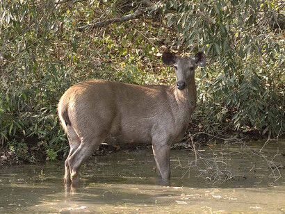 Spotted Deer on the swamps of Gir