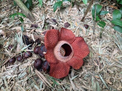 Immagine della Rafflesia, il fiore più grande al mondo che può superare il metro di diametro