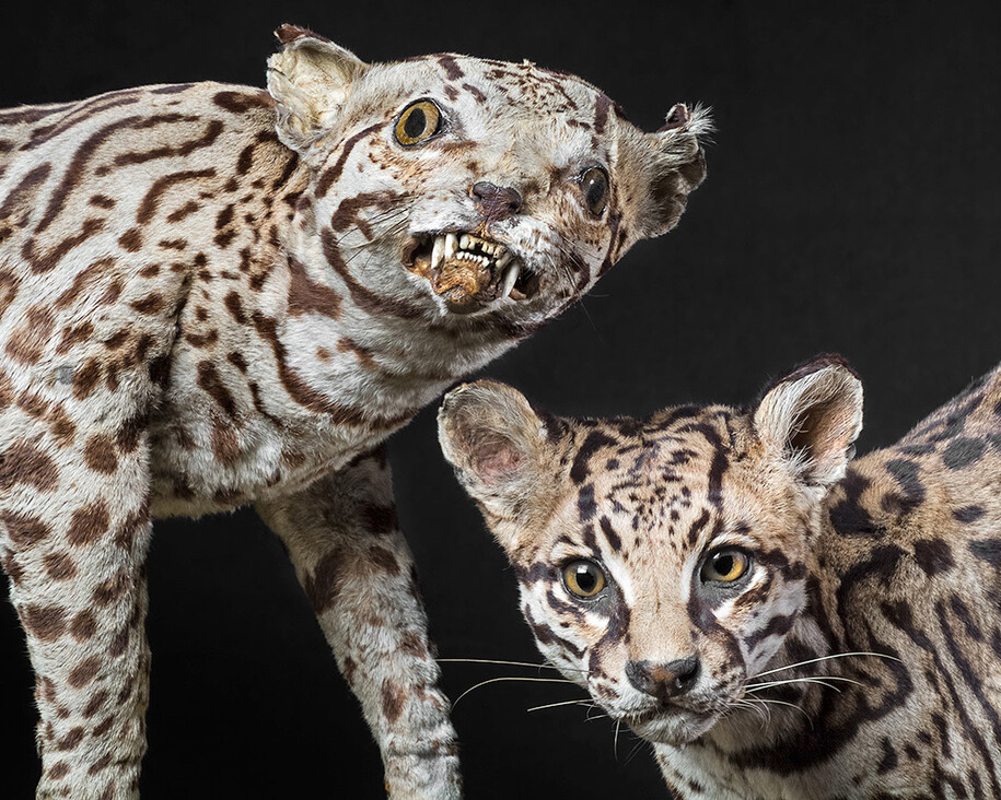 Masterpieces of Taxidermy. Courtesy of Museum für Naturkunde