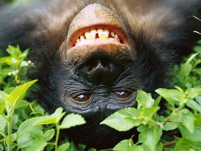 Nei bonobo il dono del cibo tra i partner, costituito spesso da pezzi di canna da zucchero di cui vanno molto ghiotti, aumenta "l’arousal" sessuale