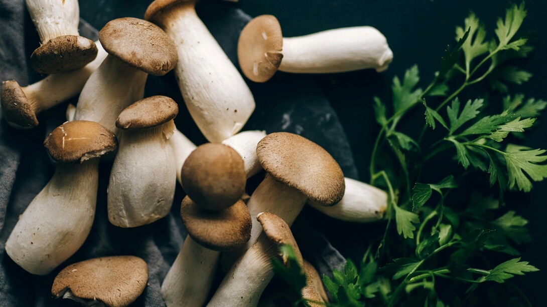 Il Pleurotus eryngii è un fungo commestibile apprezzato per il suo sapore delicato e la consistenza carnosa, ideale per molte preparazioni culinarie