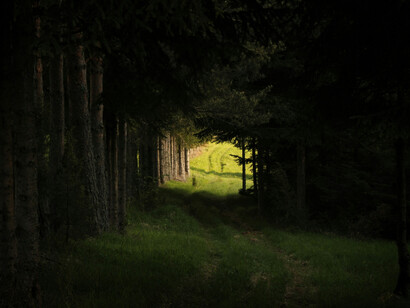 Madriguera infinita. Madriguera transporte. Volar cayendo. Pensar saliendo