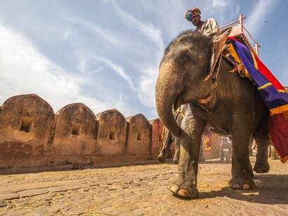 An elephant near Bikaner