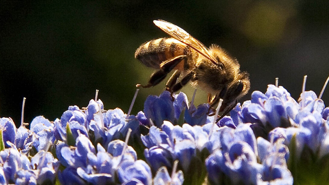 L'arrivo della primavera