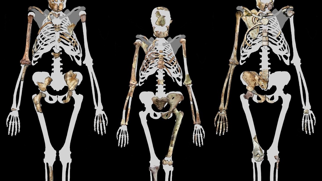 Australopithecus Sediba e Lucy