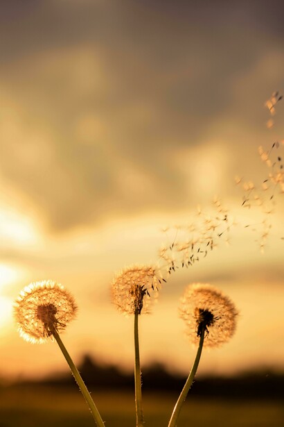 Dandelions showing the beauty of growth and transformation in how mentorship’s can change lives 