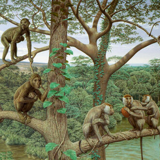 Spitzer Hall of Human Origins. Courtesy of American Museum of Natural History