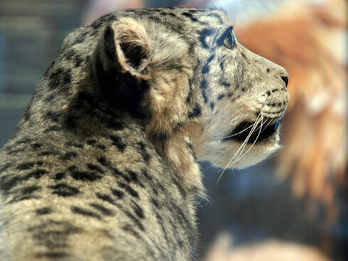 Biodiversidad. Courtesy of MNCN