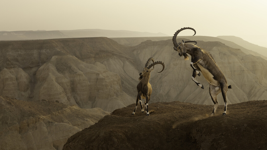 Amit Eshel, Wildlife Photographer of the Year (detail). Courtesy of the artist and Forte di Bard