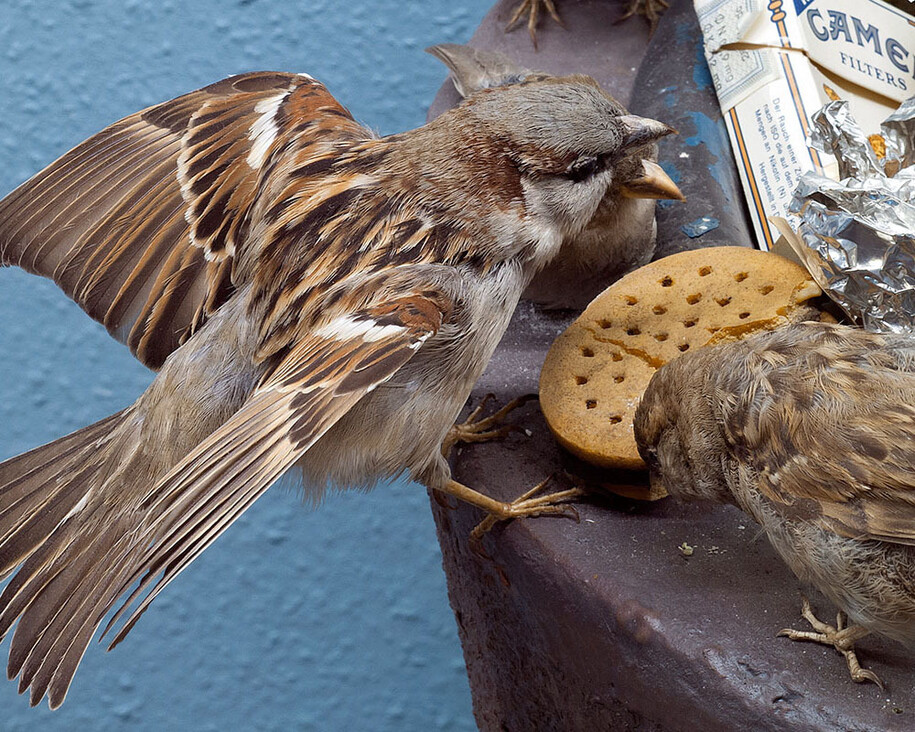 Birds & Indigenous Animals. Courtesy of Museum für Naturkunde