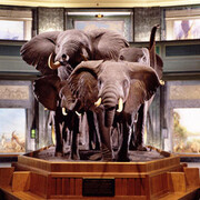 Akeley Hall of African Mammals. Courtesy of American Museum of Natural History
