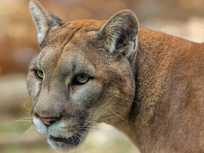 The cougar is adaptable and generalist, which is why it lives in the main biomes throughout the Americas
