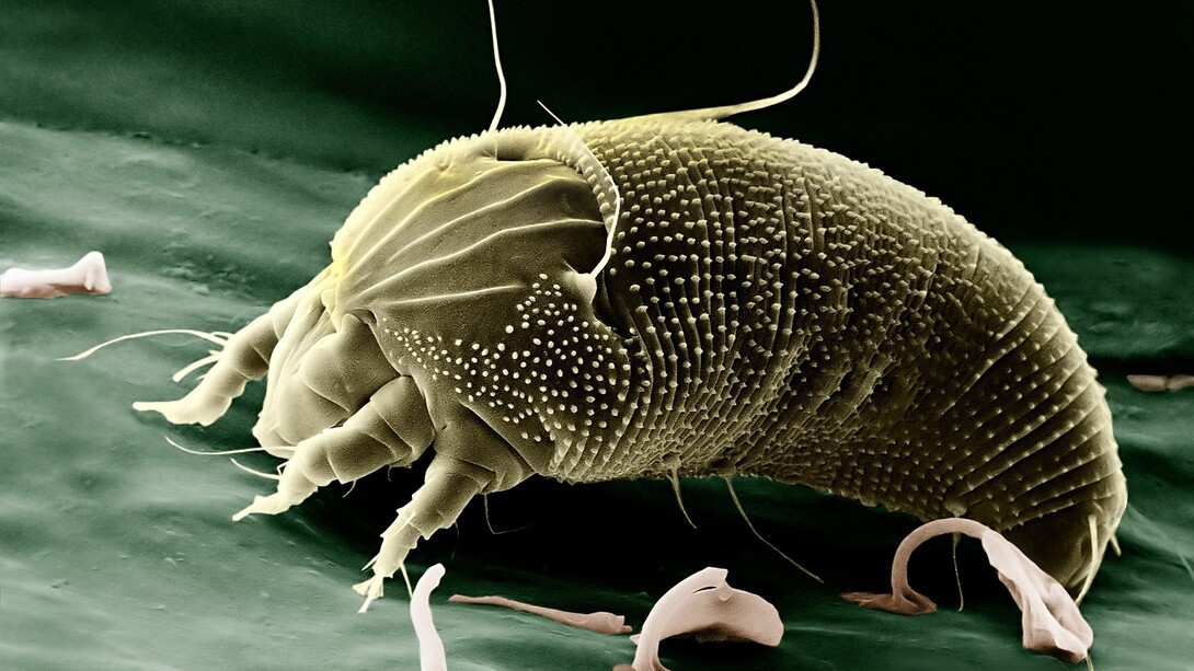 Dust mite enlarged under the microscope