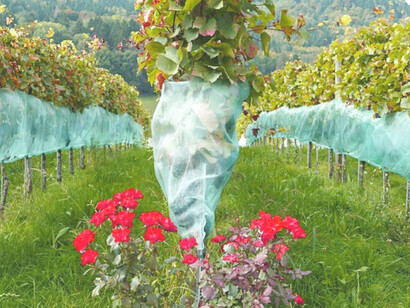 Roses in vineyard 