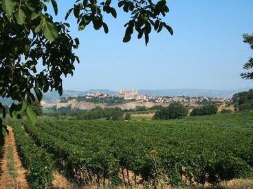 I vigneti che circondano Orvieto, Italia. Foto di Isabella Ceccarelli