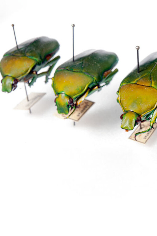 Käfer und Fächerflügler. Courtesy of Museum für Naturkunde