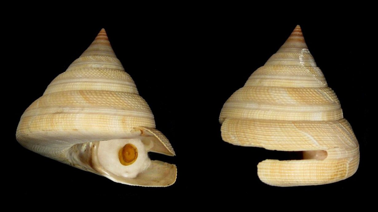 Shells. Courtesy of The Natural History Museum