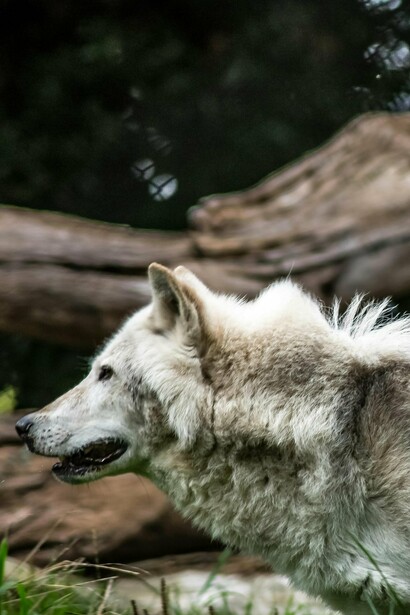 Los lobos heridos se alejan de la manada para regresar más fuertes