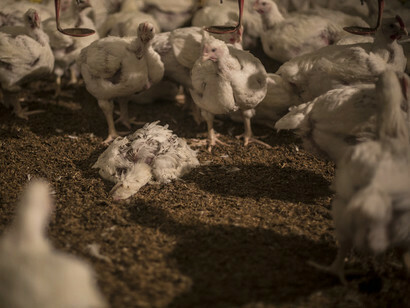 The terrible exploitation of animals within the food industry suggests a catastrophe of apocalyptic proportions