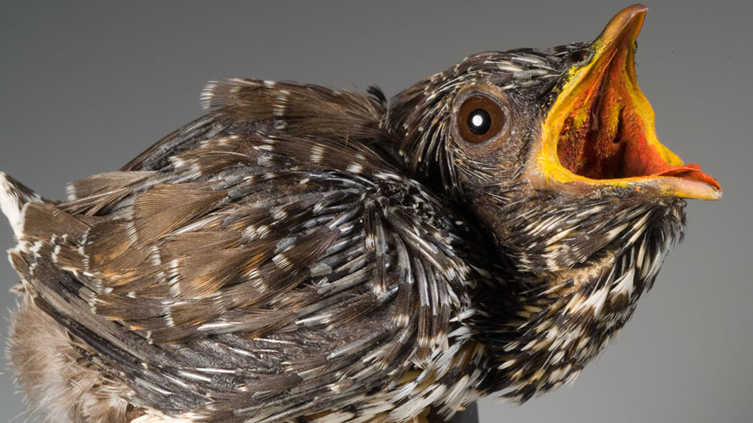 Birds & Indigenous Animals. Courtesy of Museum für Naturkunde