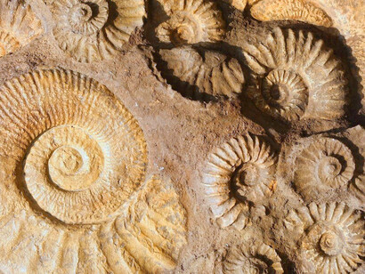 La creciente afición a la paleontología y la arqueología está ocasionando un verdadero expolio de yacimientos