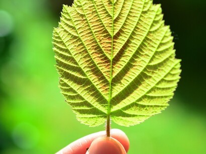 Essential goods are found in permanent interaction with nature