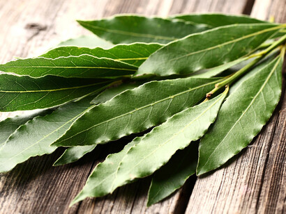 Foglie di alloro