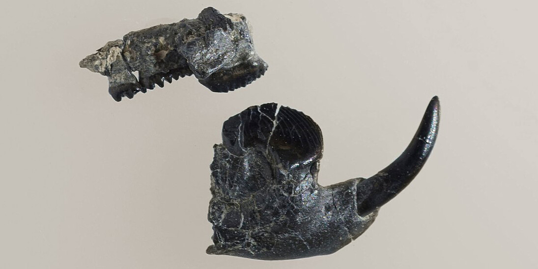 Fossils in Focus. Courtesy of Royal Tyrrell Museum
