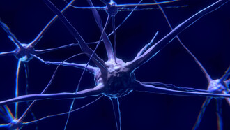 Rappresentazione di una rete di neuroni. La neuroplasticità, spesso definita semplicemente come "plasticità cerebrale", è la capacità del cervello di adattarsi, cambiando e ristrutturarsi in risposta all'esperienza, all'apprendimento e all'addestramento