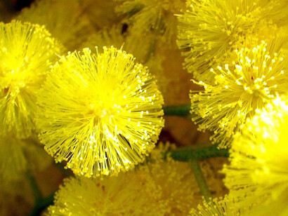 Sunshine Wattle: il fiore della fiducia nel futuro