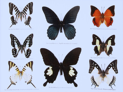 Colección de mariposas: la vastísima colección de insectos inmóviles me sorprendió: de primera impresión, parecía que estuvieran todavía vivas