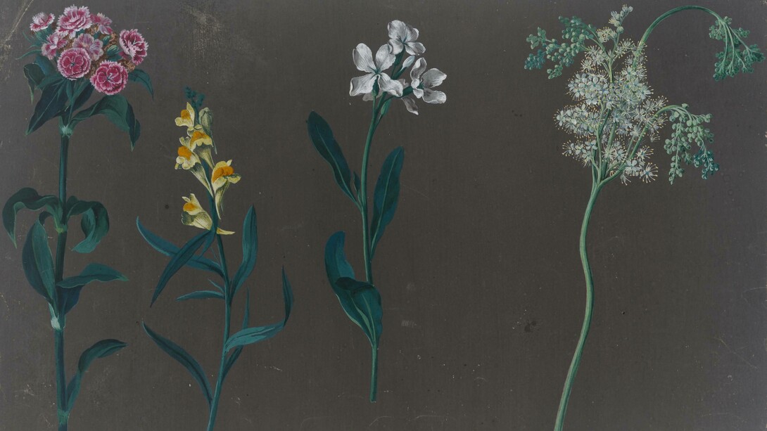 Johann Christian August Birnbaum, Flower studies (detail), 8 July 1781 and 18 August to 1 September 1782. Mit freundlicher genehmigung der Gemäldegalerie