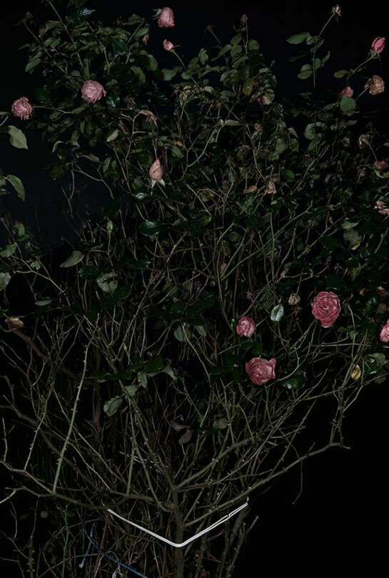 Sarah Jones, The Rose Gardens (Display) (VI), 2014, framed c-type print, unframed: 152 x 122 cm - 59 7/8 x 48 inches, Copyright the artist. Courtesy Maureen Paley, London
