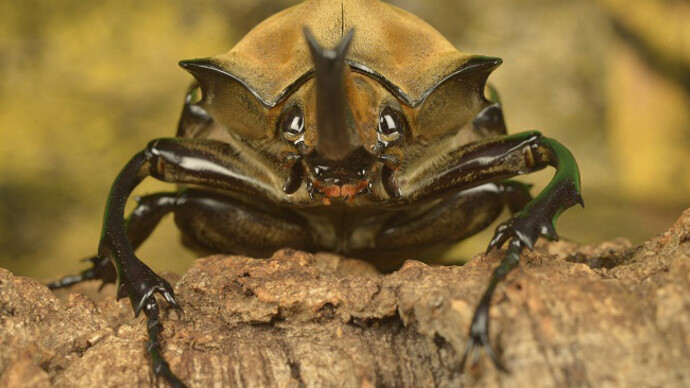 Nature Live. Courtesy of Canadian Museum of Nature