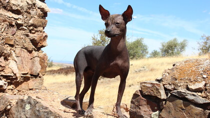 El viringo peruano es una de las razas caninas más antiguas de América y un símbolo vivo del patrimonio prehispánico del Perú