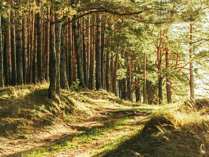 Foresta. Più è ampio il flusso di scambio maggiore è la vitalità. La vita è la manifestazione dell’energia e per mantenersi viva deve essere connessa ad altra energia