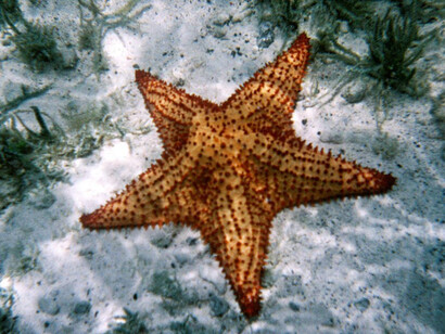Pisaster ochraceus. Phylum Asteroidea