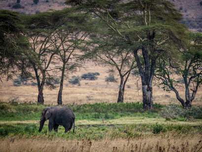 Elefante nel parco di  Ngorongoro