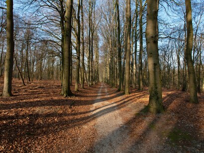Il sentiero nel bosco: "L’introspezione è il cammino che ci porta al centro". Rappresenta quel "silenzio che garantisce presenza"