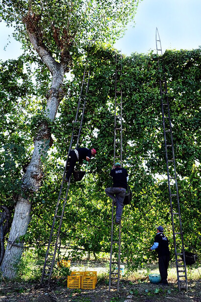 Vendemmia e potatura dell'alberata aversana. L’alberata aversana fornisce un elemento tipico legato alla potatura e alla vendemmia in quanto entrambe le operazioni colturali devono essere su scale molto alte