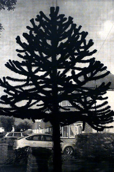 Andrew Curtis, New Empire (Araucaria Araucana II), 3 Colour Screenprint with Varnish on Somerset Satin 310gsm Paper, 2009, Edition 12