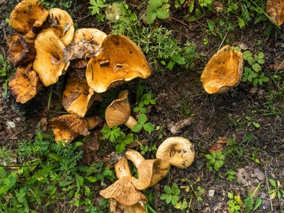 Funghi sparsi tra foglie e vegetazione nel sottobosco 