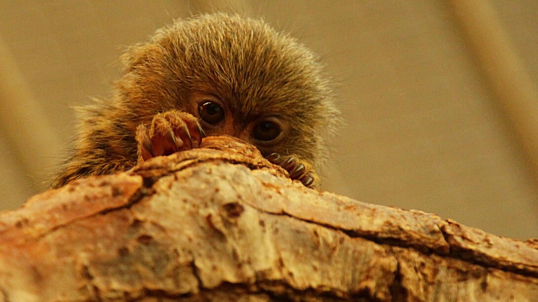 Pequeno macaco se esconde de predadores