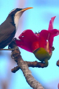 Indian scimitar babbler & silk cotton flowers, Panchagani © Ashish Kothari
