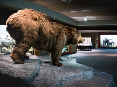 Hall of North American Wildlife. Courtesy of Carnegie Museum of Natural History