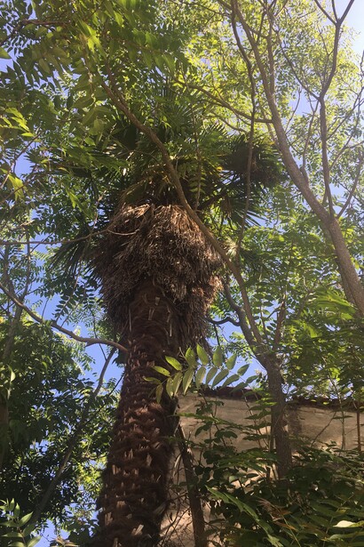 Palme e Ailanti nel giardino abbandonato della casa di Margaret Collier oggi