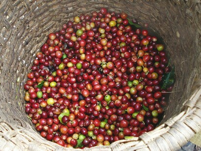 Grãos de café. A experiência sensorial da Costa Rica não seria completa sem o seu café. O aroma do café fresco, que inunda o ar logo ao amanhecer, é uma das marcas registradas deste país

